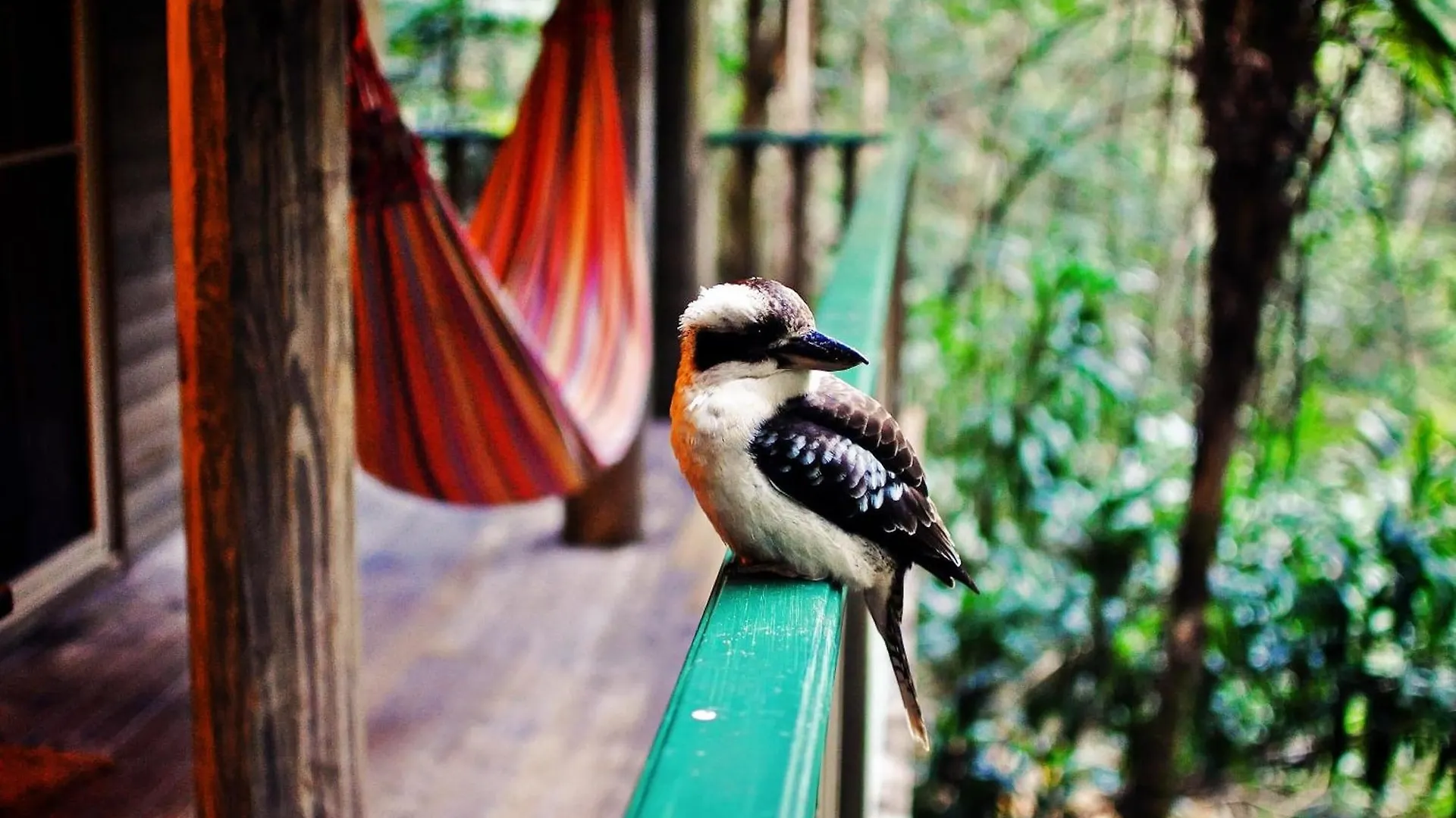 Chata Narrows Escape Rainforest Retreat Montville