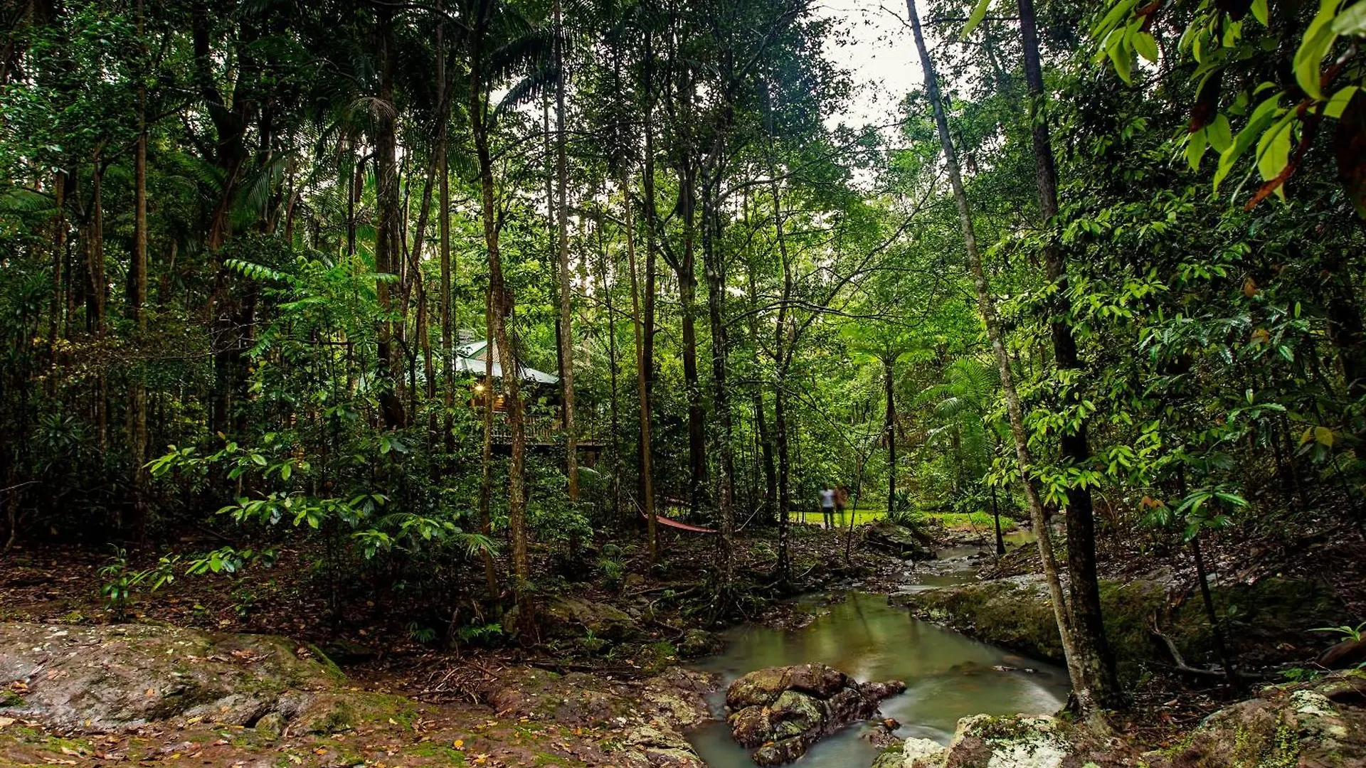 Narrows Escape Rainforest Retreat Montville Austrálie