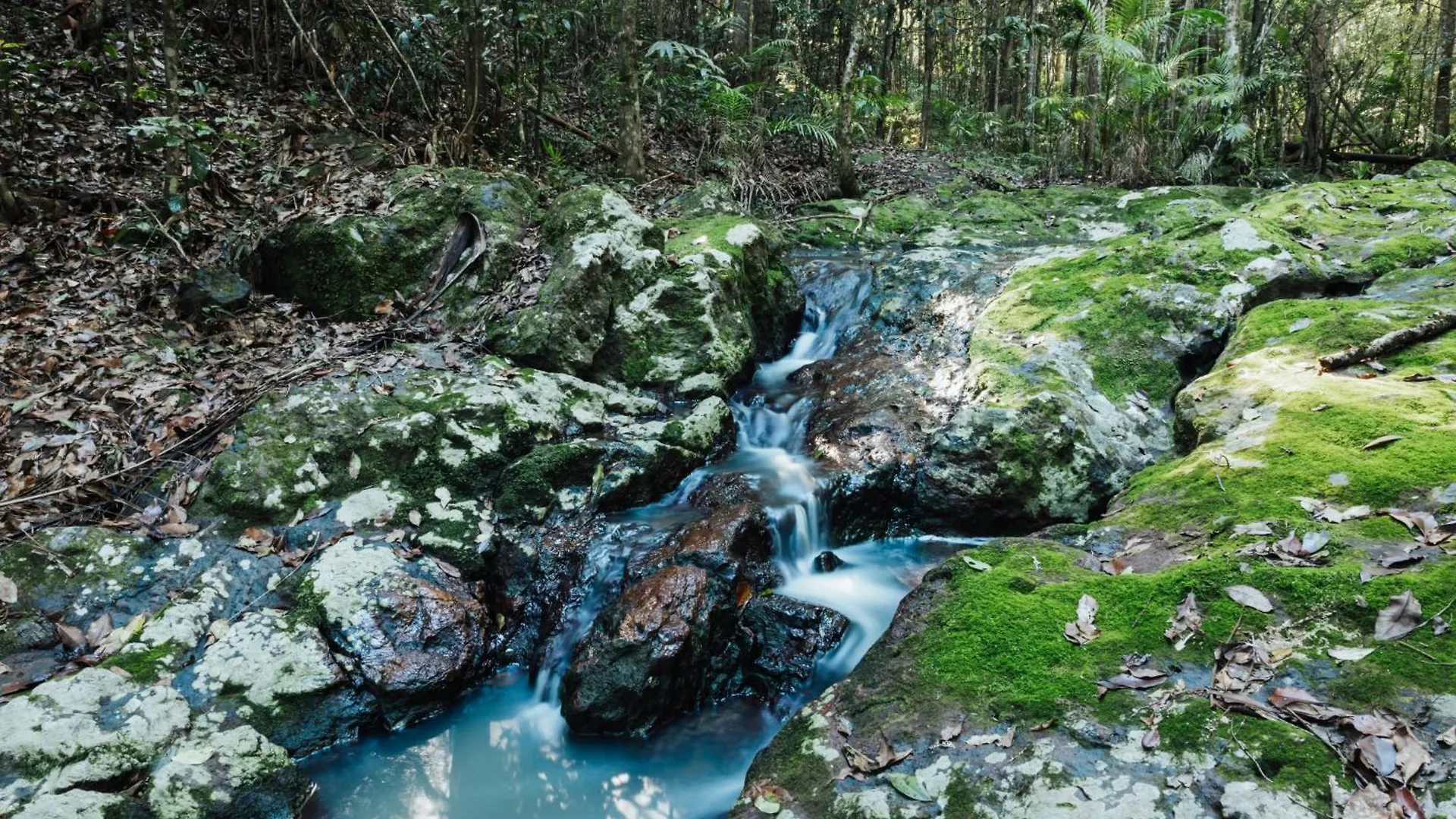 Chata Narrows Escape Rainforest Retreat Montville Austrálie